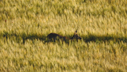 Corzo fotografiado este junio en el campo
