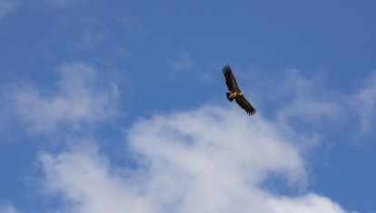 Un buitre sobrevuela en la Sierra Norte de Guadalajara (Castilla-La Mancha)