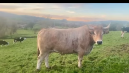'El Grande', el buey de 1.500 kilos robado en Vizcaya