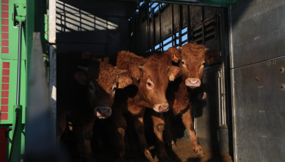 Varias vacas salen de un cajón de animales en una explotación ganadera