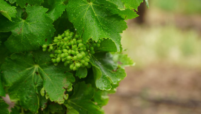 Viñedo en La Rioja