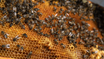 Detalle de un panal de abejas