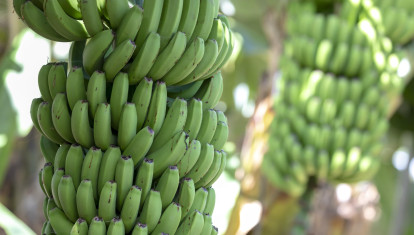 Plátano de Canarias