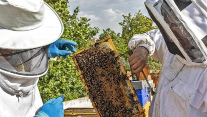 Apicultores manejan un panal de abejas
