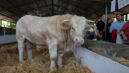 Semental en una feria de ganado en Zafra (Extremadura)