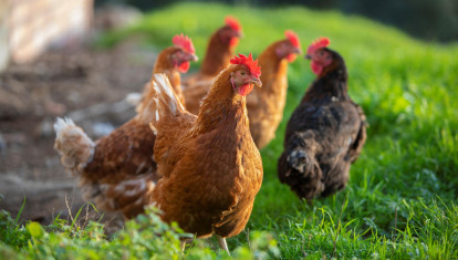 Gallinas