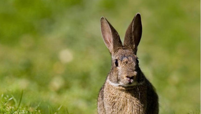Conejo