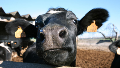 Vaca frisona