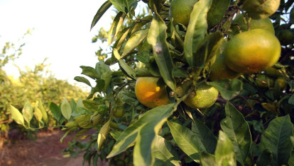 Campo de naranjas en la Comunidad Valenciana