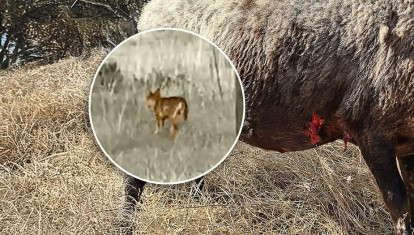 Montaje con la oveja atacada por un lobo en Guadalix de la Sierra (Madrid)