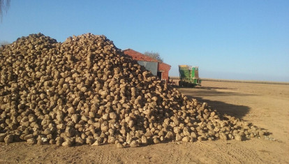 Remolacha amontonada en el campo