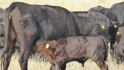 Nódulos repartidos por el cuerpo de los animales
