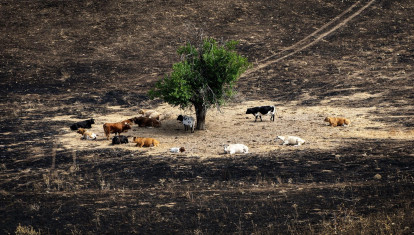 Varias vacas rodean el árbol 'milagro' en Tres Cantos