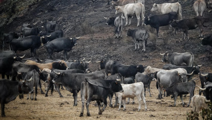Varias vacas tras el incendio en el entorno de los Picos de Europa, en Tierra de la Riena, (Castilla y León)