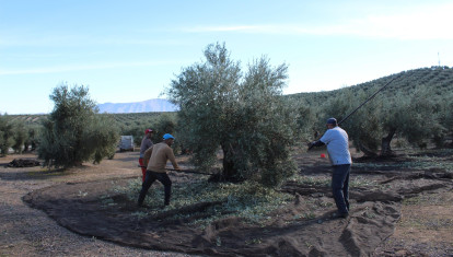 Recolección de aceituna en la provincia de Jaén