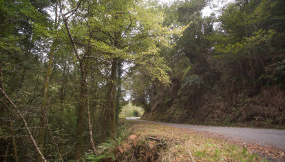 Otoño en un bosque de Galicia