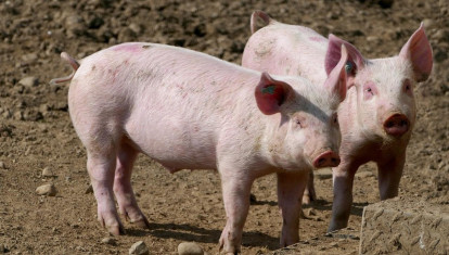 Cerdos en una granja en España