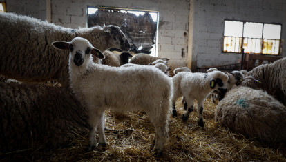 Ovejas junto a sus corderos en un establo