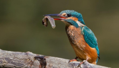 Imagen de un martín pescador

REMITIDA / HANDOUT por SEO BIRDLIFE
Fotografía remitida a medios de comunicación exclusivamente para ilustrar la noticia a la que hace referencia la imagen, y citando la procedencia de la imagen en la firma
18/2/2026