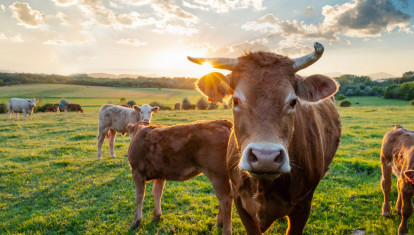 Ganado vacuno en España