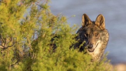 Lobo ibérico en España
