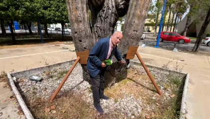 Cactus cardón de 15 metros de altura y 1.500 años de antigüedad
