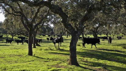 Ganadería de toro de lidia en España