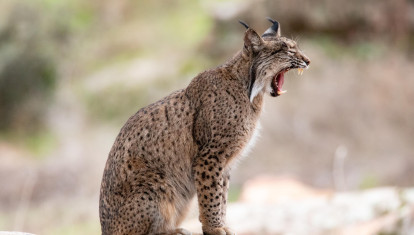 Un lince ibérico en España
