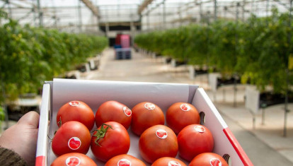 El tomate amela