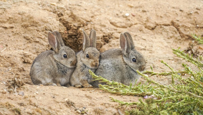 Conejos