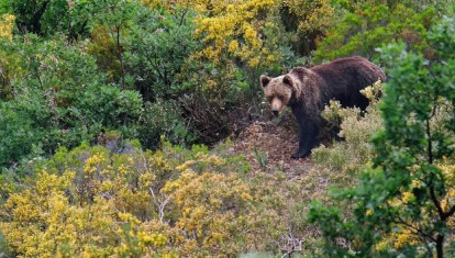 Imagen de archivo de un oso pardo cantábrico