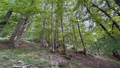 Bosques en la Sierra de La Adrada (Ávila)