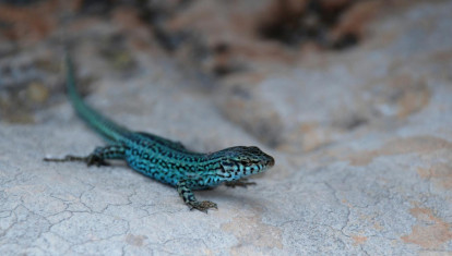Sargantana balear