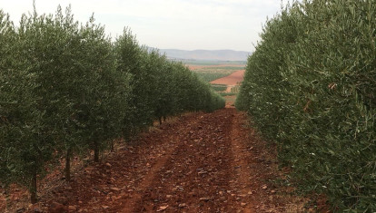Olivar superintensivo en seto