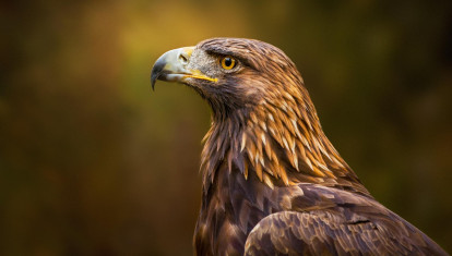 Águila Real