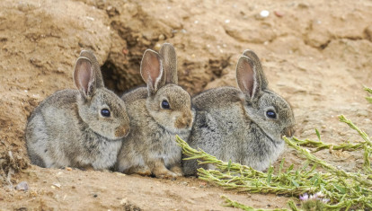3 Brown hares near their burrow, mammals in the wild, outdoors in spring, Villafafila, Zamora – Spain