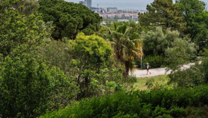 Árboles en Barcelona
