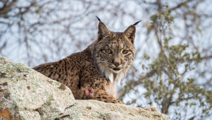 Lince Ibérico