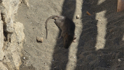 Un rodedor yace muerto junto a un contenedor de basura