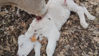 Ataque del lobo en una explotación abulense este mismo fin de semana