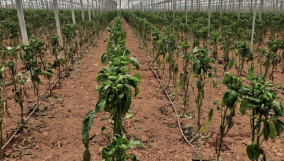 Daños a causa del Thrips parvispinus en pimiento cultivado en un invernadero de Almería.