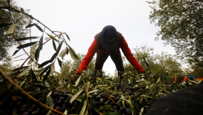 Una cuadrilla trabaja entre olivos centenarios en la recogida de la aceituna en Baena, Córdoba