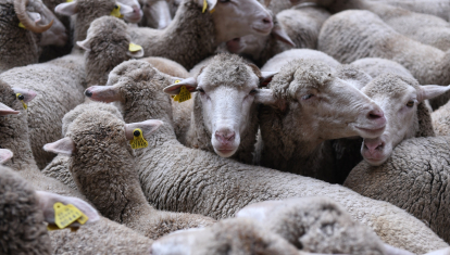 Un rebaño de más de 1.000 ovejas en la Fiesta de la Trashumancia