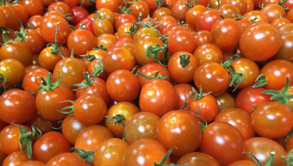 Tomates cherry