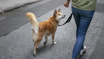 Una persona saca de paseo a su perro
