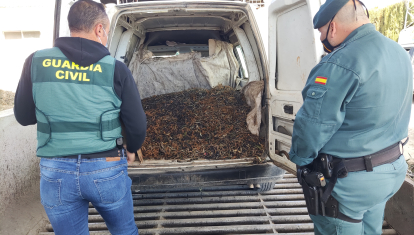 Aceitunas recuperadas por la Guardia Civil de Córdoba