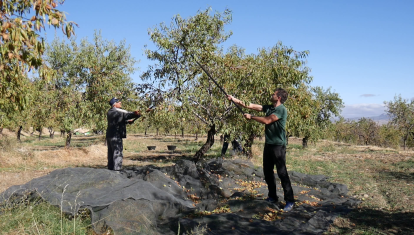 La agricultura regenerativa reivindica que la salud del suelo está intrínsecamente ligada a la sostenibilidad total de nuestro sistema alimentario