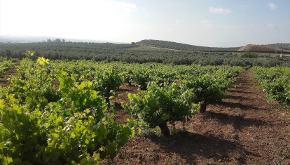 Imagen de vides de archivo