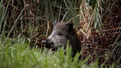 Un jabalí se alimenta al borde de una carretera