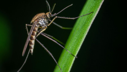 El virus del Nilo Occidental pertenece al grupo de los flavivirus